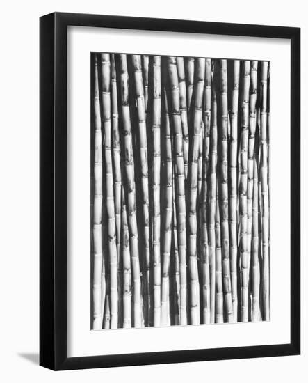 Sugar Cane, Mexico, 1929-Tina Modotti-Framed Giclee Print