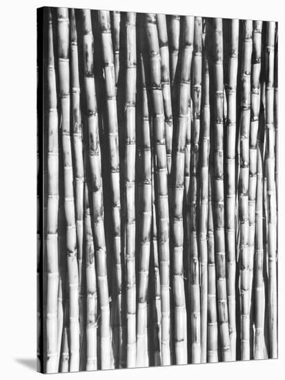 Sugar Cane, Mexico, 1929-Tina Modotti-Stretched Canvas
