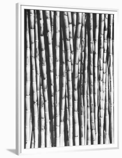 Sugar Cane, Mexico, 1929-Tina Modotti-Framed Premium Giclee Print