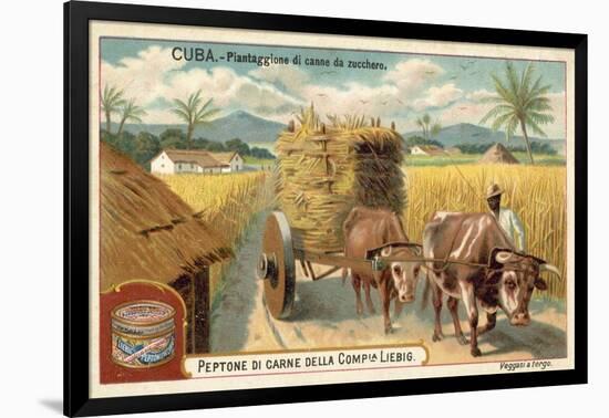 Sugar Cane Plantation, Cuba-null-Framed Giclee Print