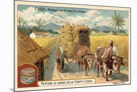 Sugar Cane Plantation, Cuba-null-Mounted Giclee Print