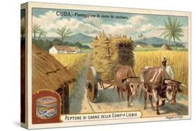 Sugar Cane Plantation, Cuba-null-Stretched Canvas