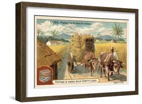 Sugar Cane Plantation, Cuba-null-Framed Giclee Print