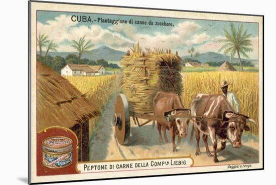 Sugar Cane Plantation, Cuba-null-Mounted Giclee Print