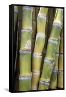 Sugar Cane-Veronique Leplat-Framed Stretched Canvas