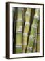 Sugar Cane-Veronique Leplat-Framed Premium Photographic Print
