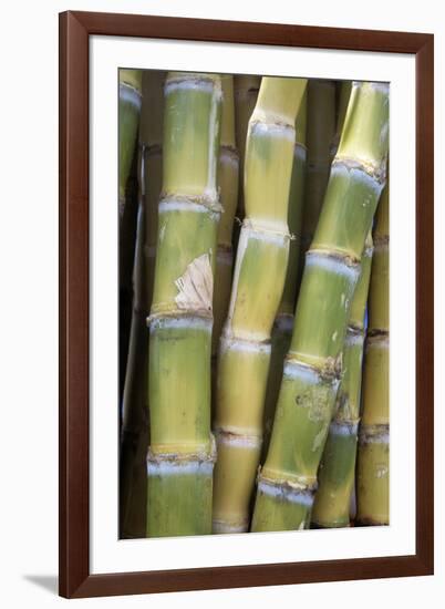 Sugar Cane-Veronique Leplat-Framed Photographic Print