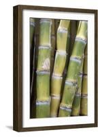 Sugar Cane-Veronique Leplat-Framed Photographic Print