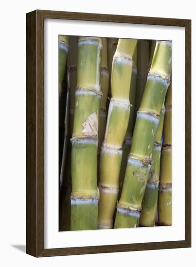 Sugar Cane-Veronique Leplat-Framed Photographic Print