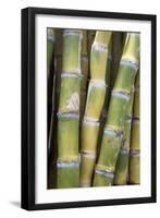 Sugar Cane-Veronique Leplat-Framed Photographic Print