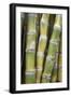 Sugar Cane-Veronique Leplat-Framed Photographic Print