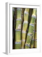 Sugar Cane-Veronique Leplat-Framed Photographic Print