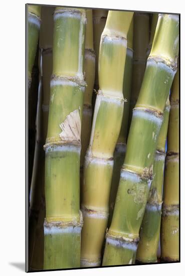 Sugar Cane-Veronique Leplat-Mounted Photographic Print