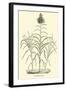 Sugar-Cane-null-Framed Giclee Print