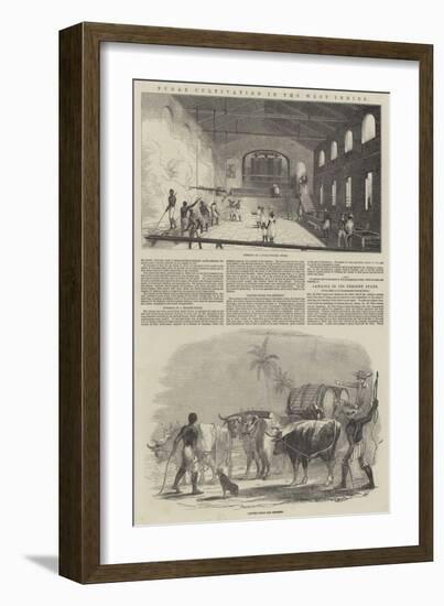 Sugar Cultivation in the West Indies-null-Framed Giclee Print