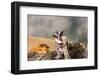 Sugar glider (Petaurus breviceps) on a tree stump-null-Framed Photographic Print