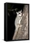 Sugar Glider (Petaurus Breviceps)-Louise Murray-Framed Stretched Canvas