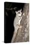 Sugar Glider (Petaurus Breviceps)-Louise Murray-Stretched Canvas