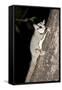 Sugar Glider (Petaurus Breviceps)-Louise Murray-Framed Stretched Canvas