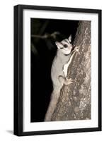 Sugar Glider (Petaurus Breviceps)-Louise Murray-Framed Photographic Print