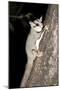 Sugar Glider (Petaurus Breviceps)-Louise Murray-Mounted Photographic Print