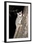 Sugar Glider (Petaurus Breviceps)-Louise Murray-Framed Photographic Print