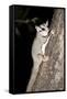 Sugar Glider (Petaurus Breviceps)-Louise Murray-Framed Stretched Canvas