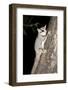 Sugar Glider (Petaurus Breviceps)-Louise Murray-Framed Photographic Print