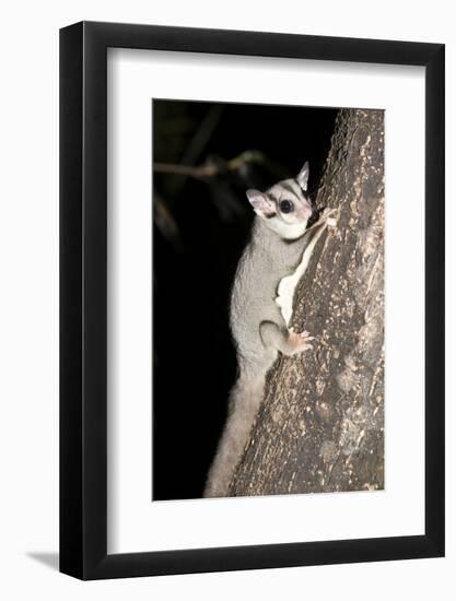 Sugar Glider (Petaurus Breviceps)-Louise Murray-Framed Photographic Print