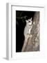 Sugar Glider (Petaurus Breviceps)-Louise Murray-Framed Photographic Print