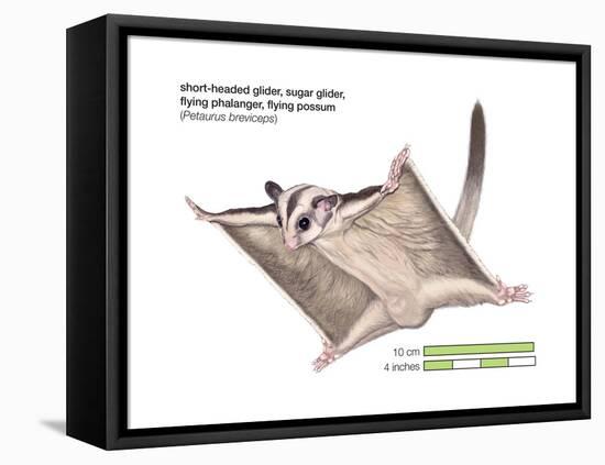 Sugar Glider (Petaurus Breviceps)-Encyclopaedia Britannica-Framed Stretched Canvas