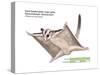 Sugar Glider (Petaurus Breviceps)-Encyclopaedia Britannica-Stretched Canvas