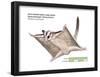 Sugar Glider (Petaurus Breviceps)-Encyclopaedia Britannica-Framed Poster