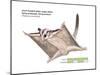 Sugar Glider (Petaurus Breviceps)-Encyclopaedia Britannica-Mounted Poster