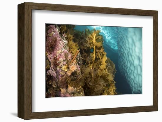 Sugar kelp and anemones on rock,Tasiilaq, East Greenland-Franco Banfi-Framed Photographic Print