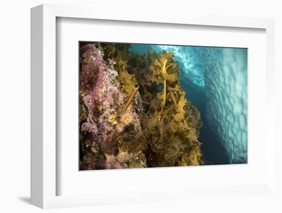 Sugar kelp and anemones on rock,Tasiilaq, East Greenland-Franco Banfi-Framed Photographic Print