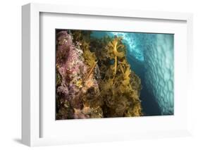 Sugar kelp and anemones on rock,Tasiilaq, East Greenland-Franco Banfi-Framed Photographic Print