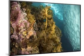 Sugar kelp and anemones on rock,Tasiilaq, East Greenland-Franco Banfi-Mounted Photographic Print