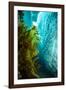 Sugar kelp near iceberg, Tasiilaq, East Greenland-Franco Banfi-Framed Photographic Print