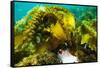 Sugar kelp off Nova Scotia, Canada-Nick Hawkins-Framed Stretched Canvas