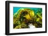 Sugar kelp off Nova Scotia, Canada-Nick Hawkins-Framed Photographic Print