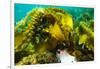 Sugar kelp off Nova Scotia, Canada-Nick Hawkins-Framed Photographic Print
