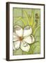 Sugar Magnolia II-Jennifer Goldberger-Framed Art Print