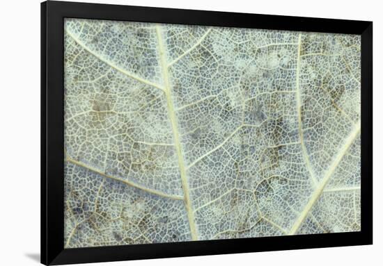 Sugar Maple (Acer saccharum) close-up of section of old leaf, Michigan, USA, autumn-Larry West-Framed Photographic Print