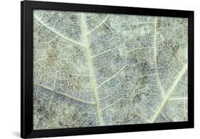 Sugar Maple (Acer saccharum) close-up of section of old leaf, Michigan, USA, autumn-Larry West-Framed Photographic Print