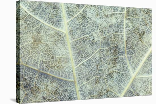 Sugar Maple (Acer saccharum) close-up of section of old leaf, Michigan, USA, autumn-Larry West-Stretched Canvas