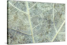 Sugar Maple (Acer saccharum) close-up of section of old leaf, Michigan, USA, autumn-Larry West-Stretched Canvas