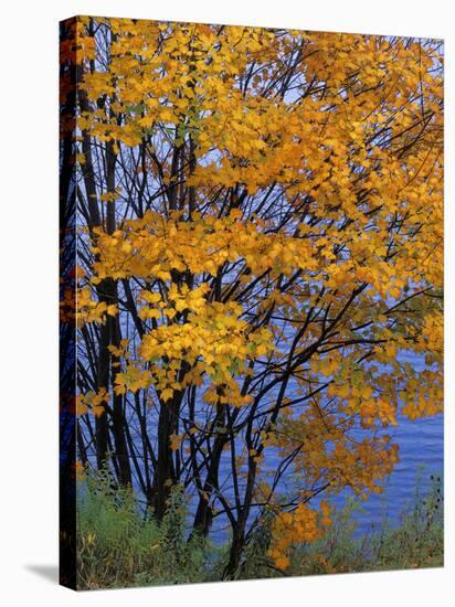 Sugar Maple, Adirondack Park, New York, USA-Charles Gurche-Stretched Canvas