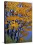 Sugar Maple, Adirondack Park, New York, USA-Charles Gurche-Stretched Canvas