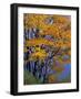 Sugar Maple, Adirondack Park, New York, USA-Charles Gurche-Framed Photographic Print